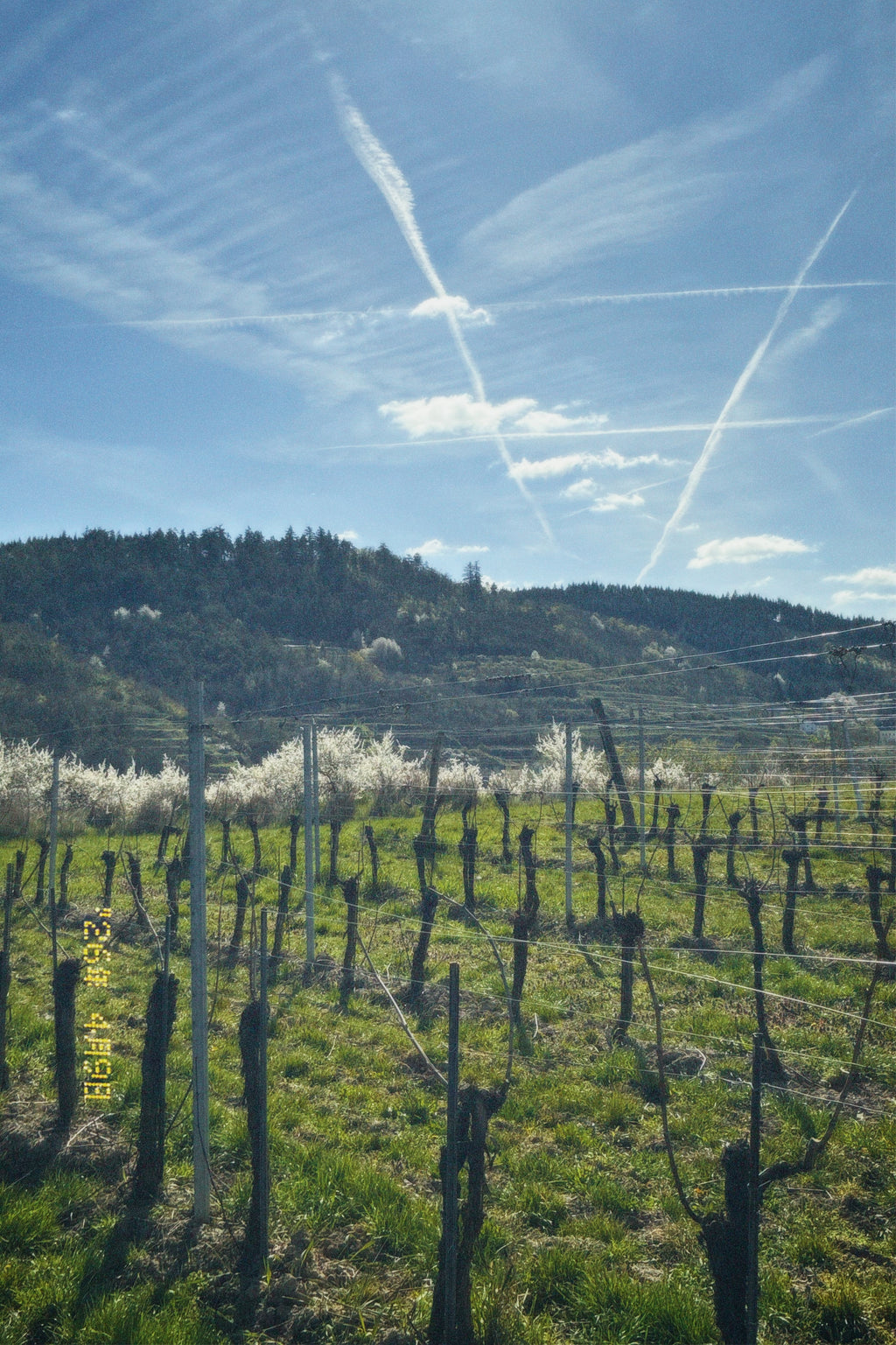 Sauvignon Blanc - 2022